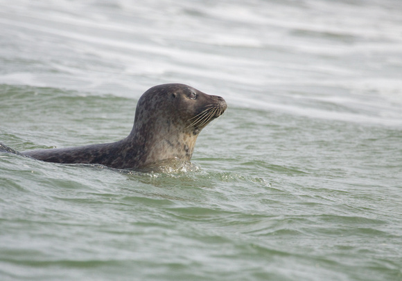 Common Seal Norfolk_MG_8939