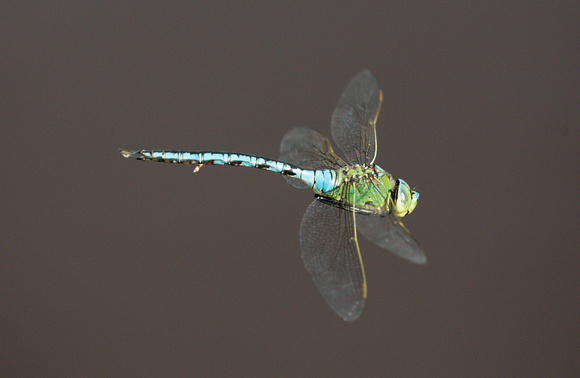 2022 06 16 Emperor Dragonfly Stoborough Heath Nature Reserve Dorset_Z5A5928