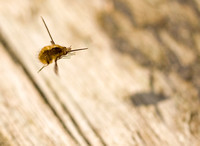 Bee Fly Norfolk_MG_4823