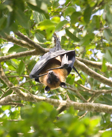 Flying Fox Sri Lanka_MG_0263
