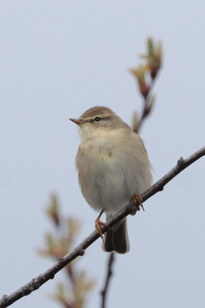2025 04 15 Willow Warbler Avilochan Highland Scotland_81A1910