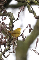 2024 12 26 Yellow Warbler New Hythe Kent_81A5086