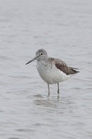 2025 05 02 Greenshank Cley Marshes Norfolk_81A5116