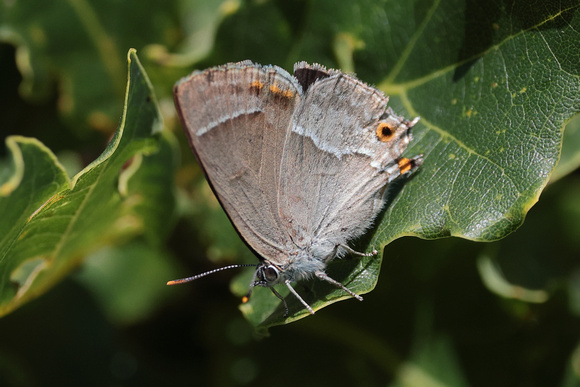 2024 07 17 Purple Hairstreak Wiveton Down Norfolk_81A5730