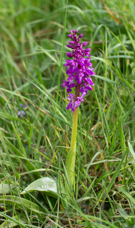 2021 05 12 Early Purple Orchid Southrepps Norfolk_Z5A7671