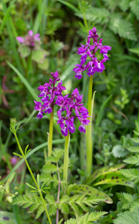 2021 05 12 Early Purple Orchid Southrepps Norfolk_Z5A7644