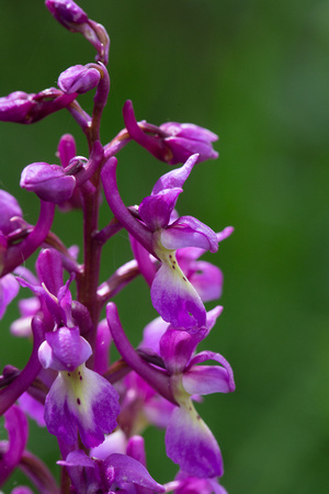 2021 05 12 Early Purple Orchid Southrepps Norfolk_Z5A7632
