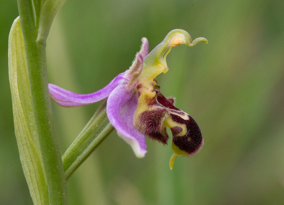 2021 06 10 Bee Orchid Holme NWT Norfolk_Z5A9824