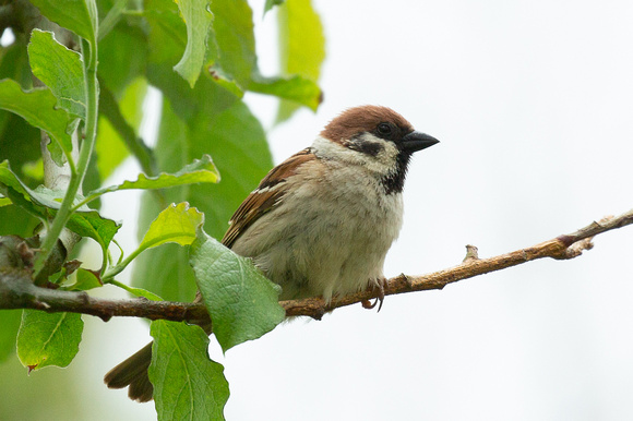2021 06 11 Tree Sparrow Bempton Yorkshire_Z5A9881