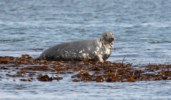 2021 06 12 Grey Seal Farne Islands Northumberland_Z5A0307