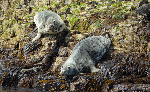 2021 06 12 Grey Seal Farne Islands Northumberland_Z5A0337
