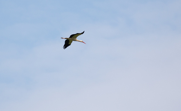 2021 06 17 White Stork Knepp West Sussex_Z5A1051