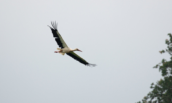 2021 06 17 White Stork Knepp West Sussex_Z5A1296