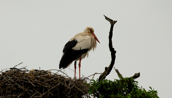 2021 06 17 White Stork Knepp West Sussex_Z5A1415