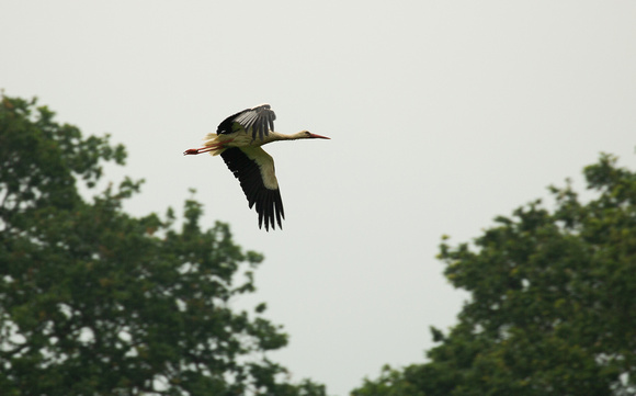 2021 06 17 White Stork Knepp West Sussex_Z5A1301