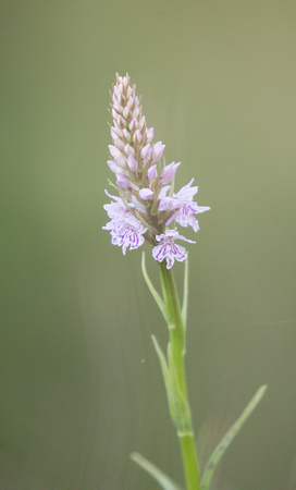 2022 06 08 Common Spotted Orchid Beeston Common Norfolk_Z5A4282