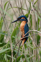 2025 05 31 Kingfisher Lakenheath Suffolk_81A8447