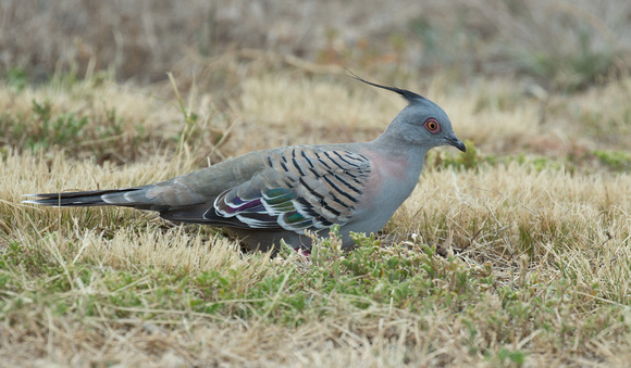 2018 01 18 Crested Pigeon Point Cook Victoria Australia_Z5A5092