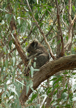 2018 01 15 Koala Brisbane Ranges Victoria Australia__Z5A7674