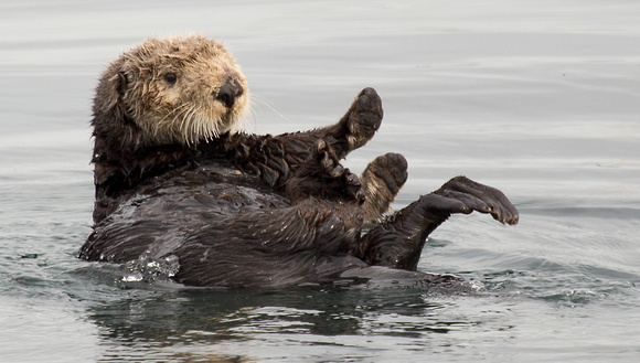 Sea Otter California_Z5A2474