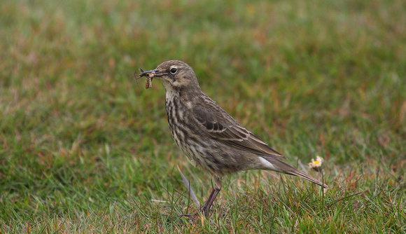 2021 05 29 Rock Pipit Duncansby Head Caithness Scotland_Z5A9096