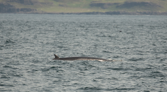 2021 06 02 Minke Whale Off Staffa Argyl and Bute Scotland_Z5A9406