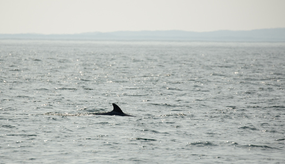 2021 06 02 Minke Whale Off Staffa Argyl and Bute Scotland_Z5A9417