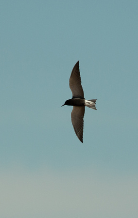 2021 06 13 American Black Tern Long Nanny Northumberland_Z5A0800