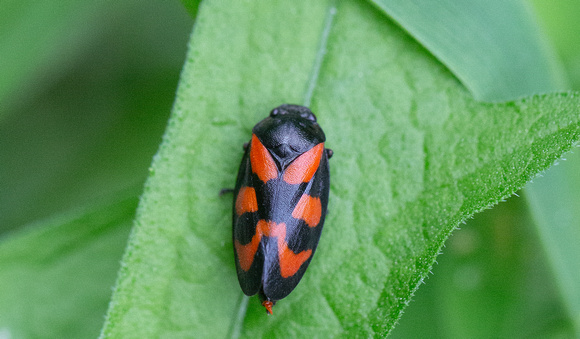 2021 06 19 Black and Red Froghopper Salcey Forest Northamptonshire_Z5A1542a