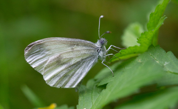 2021 06 19 Wood White Salcey Forest Northamptonshire_Z5A1521