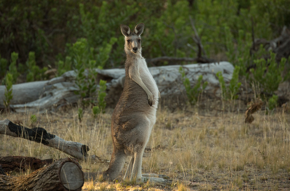 2018 01 16 Eastern Grey Kangeroo You Yangs Victoria Australia_Z5A8553