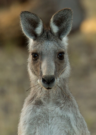 2018 01 16 Eastern Grey Kangeroo You Yangs Victoria Australia_Z5A8534