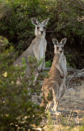 2018 01 16 Eastern Grey Kangeroo You Yangs Victoria Australia_Z5A8532