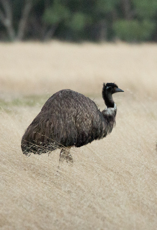 2018 01 16 Emu South of the You Yangs Victoria Australia_Z5A8636