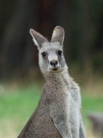 2018 01 20 Eastern Grey Kangeroo Otway National Park Victoria Australia_Z5A9905