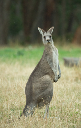 2018 01 20 Eastern Grey Kangeroo Otway National Park Victoria Australia_Z5A9909
