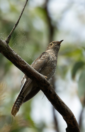 2018 01 20 Fan tailed Cuckoo Aireys Inlet Victoria Australia_Z5A9746