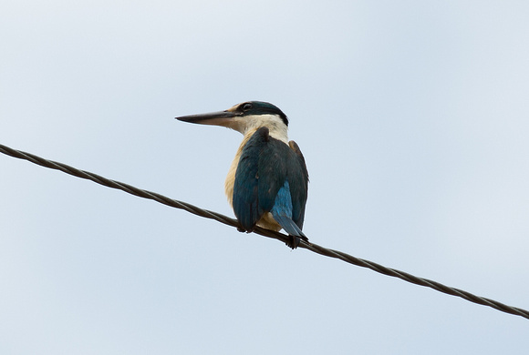 2018 01 20 Sacred Kingfisher Aireys Inlet Victoria Australia_Z5A9887