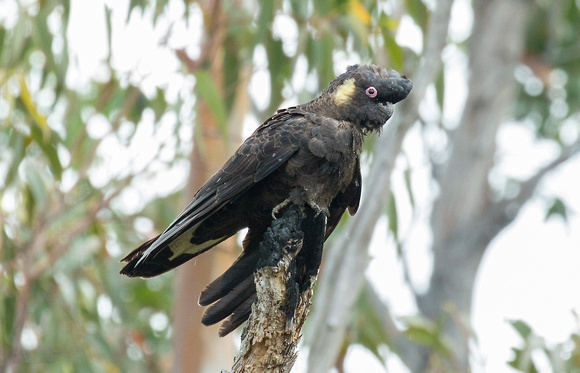2018 01 20 Yellow tailed Black Cockatoo Aireys Inlet Victoria Australia_Z5A9616