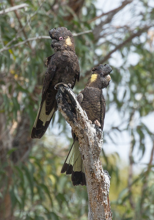 2018 01 20 Yellow tailed Black Cockatoo Aireys Inlet Victoria Australia_Z5A9618