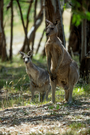 2018 01 22 Eastern Grey Kangeroo Westerfolds Park Victoria Australia_Z5A0568