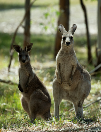 2018 01 22 Eastern Grey Kangeroo Westerfolds Park Victoria Australia_Z5A0577