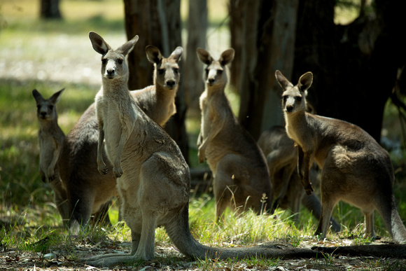 2018 01 22 Eastern Grey Kangeroo Westerfolds Park Victoria Australia_Z5A0586