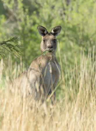 2018 01 22 Eastern Grey Kangeroo Westerfolds Park Victoria Australia_Z5A0772