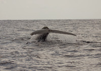 Blue Whale Sri Lanka_MG_1405