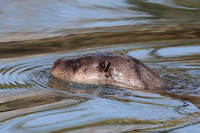 2025 03 09 Otter Mildenhall Suffolk_81A0346