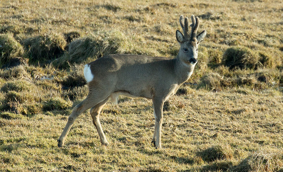 2018 02 24 Roe Deer Caerlaverock Dumfries Scotland_Z5A2439