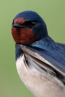 2025 05 02 Swallow Cley Marshes Norfolk_81A5375