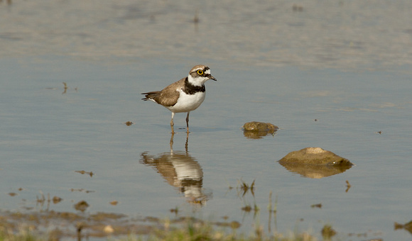2018 04 22 Little ringed Plover Cley next the Sea Norfolk_Z5A4385