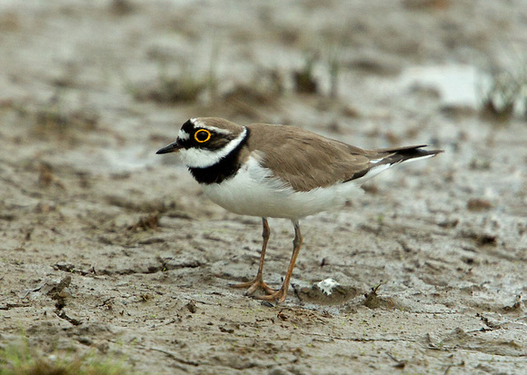 2018 04 22 Little ringed Plover Cley next the Sea Norfolk_Z5A4689